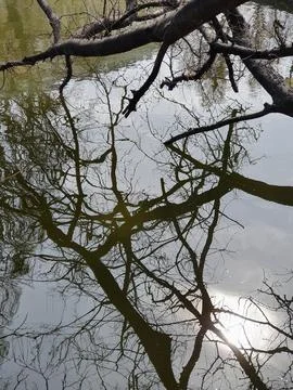 Leafless tree branches reflecting on the surface of a pond Stock Photos