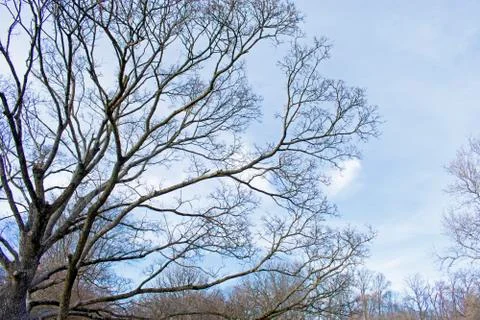 Leafless Tree Branches in Rutger Gardens, NJ Stock Photos