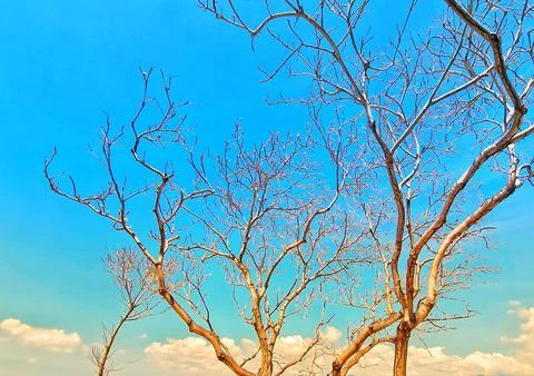 Leafless tree branches stretch across a vivid blue sky with a few soft clouds Stockfoto's