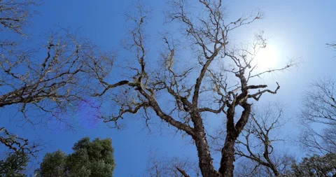 Leafless tree branches stretching towards the bright sun Vidéo 321233829