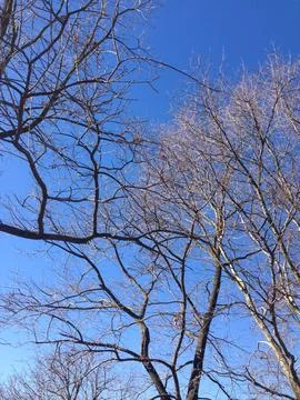 Leafless Tree Branches Under Bright Blue Sky Stock Photos