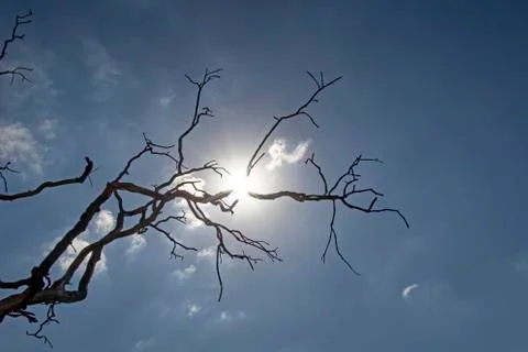 Leafless tree branches in winter Stock Photos