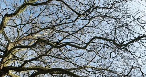Leafless tree branches in winter silhouetted against sky. Pan down Stock Footage 102572246