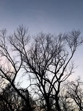Leafless Tree Canopy Against Pale Evening Sky 写真素材