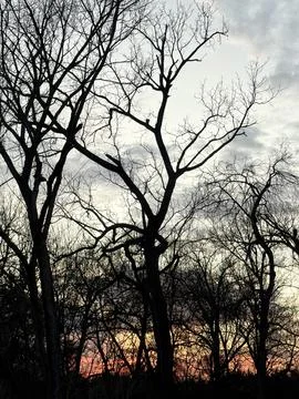 Leafless Tree Canopy Under Gray and Pink Evening Sky Stock Photos