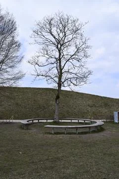 Leafless tree with circular bench on a hill Stock Photos