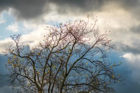Leafless tree with the cloudy background Stock Photos