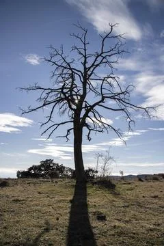 Leafless tree creating silhouette against blue sky Stock Photos