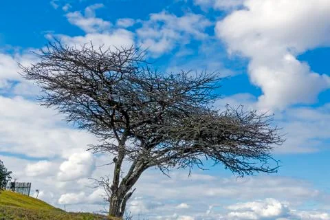 Leafless Tree Dark Silhouette on Dry Winter Landscape Stock Photos