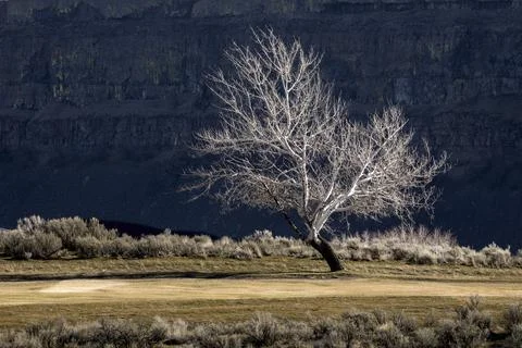 Leafless tree in a dry area of Washington. Stock Photos