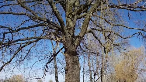 Leafless tree in early spring in Canada 動画素材 85133862