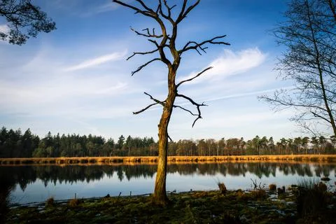 A leafless tree on the edge of a lake Stock Photos