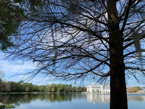 Leafless tree by the edge of a quiet lake Stock Photos