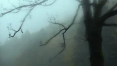 Leafless tree filmed through blurred window during rain in autumn Stock Footage 119905893