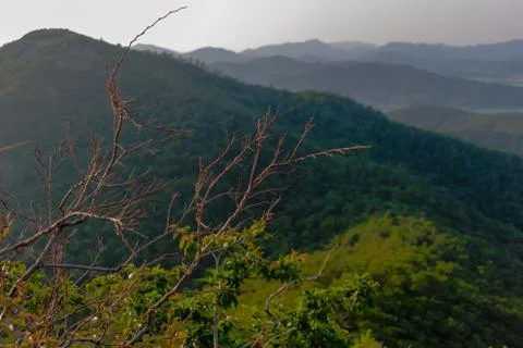 Leafless tree in the forest 库存照片