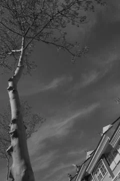 Leafless tree in front of a residential street Stock Photos