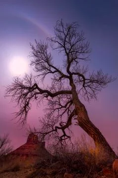 Leafless tree in Grand County, Utah near Rocky Rapids Stock Photos