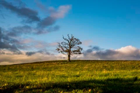 Leafless tree in a grass field with clouds on the horizon, North Downs Way Stock Photos