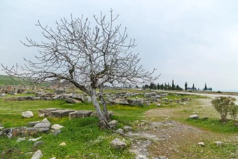 Leafless tree at Hierapolis site Stock Photos