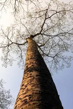 Leafless tree with hot environment in tropical rainforest. Foto stock