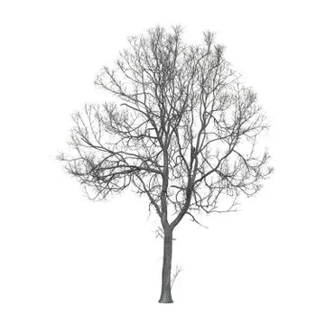Leafless Tree Illustrazione stock