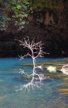 Leafless tree inside of the lake water Stock Photos