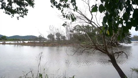 Leafless tree with lake background, Panning shot Stock Footage 204709962