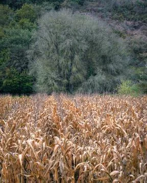 Leafless tree in late autumn behind a dry corn field Stock Photos