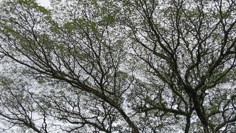 Leafless tree limbs and their striking contrast with the pale, overcast backgrou Stock Photos