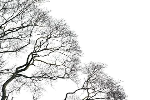Leafless tree with many thin branches isolated on white Stock Photos