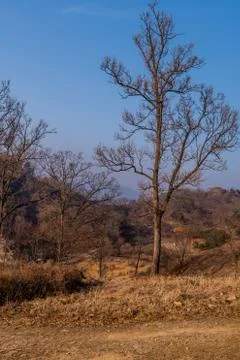 Leafless tree on mountainside Stock Photos
