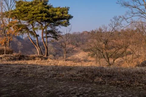 Leafless tree on mountainside Stock Photos
