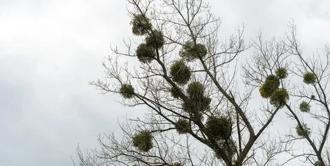 Leafless tree with multiple clumps of mistletoe in its branches set against.. Stock Photos