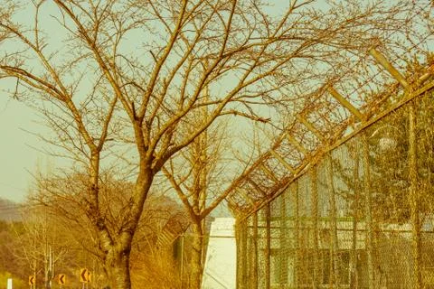 Leafless tree next  to cyclone fence Stock Photos