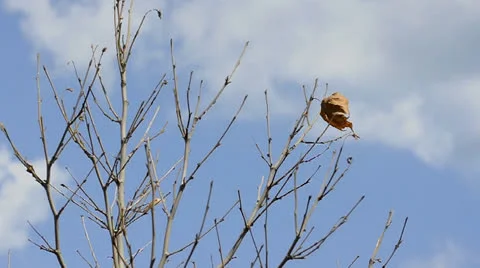 Leafless tree with only one yellow leaf on blue sky background Video stock 22748128