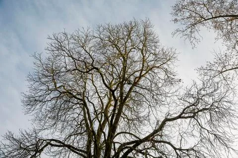 Leafless tree over the blue sky in sunset Stock Photos