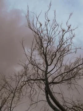 Leafless Tree In The Park on overcast sky. Stock Photos