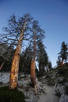 Leafless tree Stock Photos