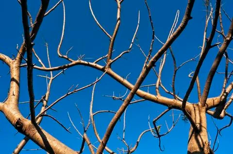 Leafless tree Foto stock