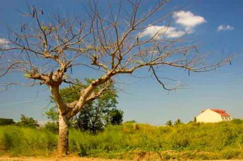 Leafless tree Foto stock