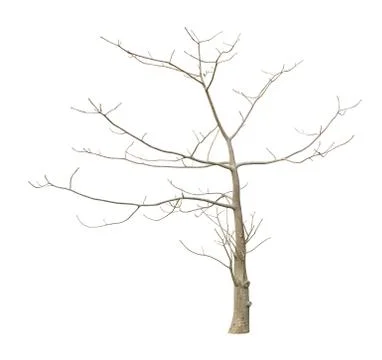 Leafless tree Stock Photos
