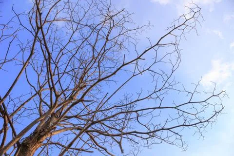 Leafless tree Stock Photos