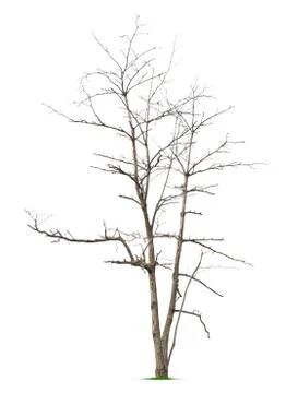 Leafless tree Foto stock