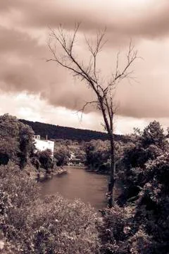 Leafless tree Stock Photos