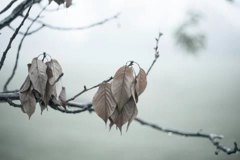 Leafless tree Stock Photos
