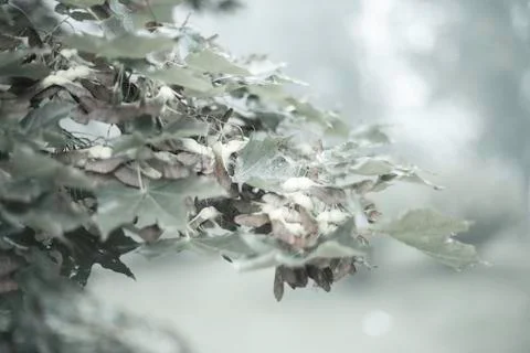 Leafless tree Stock Photos