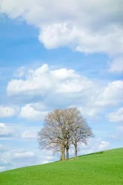 Leafless tree Stock Photos