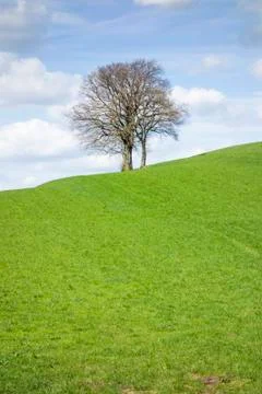 Leafless tree Stock Photos