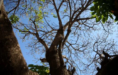 Leafless tree Stock Photos