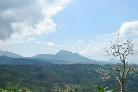 Leafless tree Stock Photos